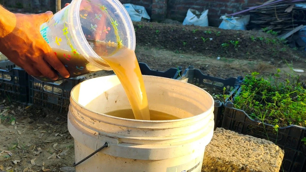 dlaczegodoswiad-extra-1.webp Dlaczego doświadczone gospodynie nie wylewają wody po ziemniakach? To skarb dla roślin! - image 1