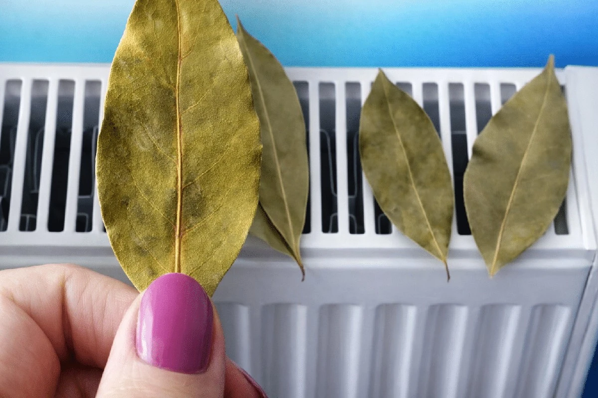 Dlaczego coraz więcej osób kładzie liście laurowe na kaloryferze – sekret spokoju