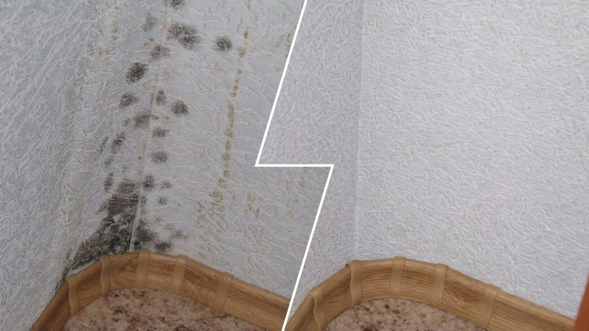 Jak pozbyć się pleśni na ścianach w kilka minut? Domowy roztwór bez chemii, który uratuje Twoje tapety